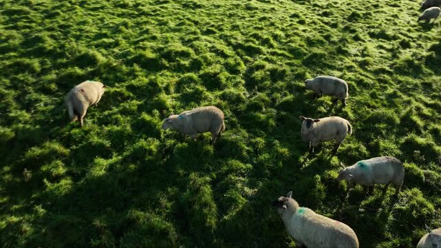 Sheep graze on a green hill in 4k