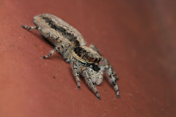 little jumping spider macro photo