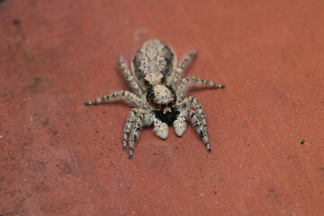 little jumping spider macro photo
