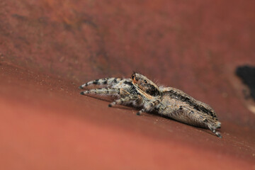 little jumping spider macro photo