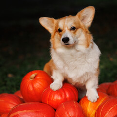 Welsh corgi pembroke with pumpkins