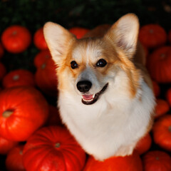 Welsh corgi pembroke with pumpkins