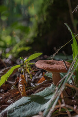 The pretty little forest mushroom
