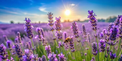 Obraz premium Experience the stunning beauty of a lavender garden, where vibrant blooms create a serene visual journey filled with enchanting colors and refreshing
