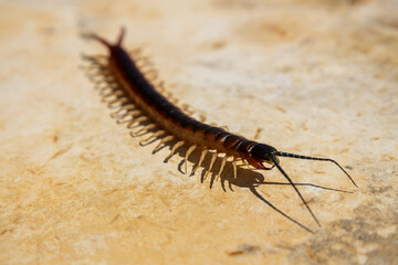 Dangerous and poisonous insect with exoskeleton walking in the sun.