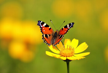 Vibrant Butterfly Resting on Bright Yellow Flower
