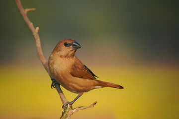 The Life Cycle of Sparrows From Nesting to Feeding