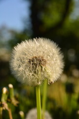 Pusteblume