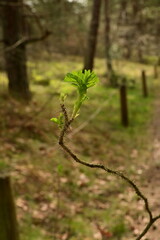 Sprosse - Frühling - Wildrose