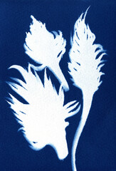 Botanical motifs. Illustration of plants and flowers. Unique cyanotype.