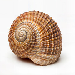 seashell isolated on white background