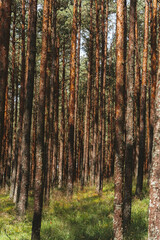 A beautiful forest with pine trees, smooth tree trunks in rows.