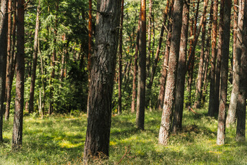 Obraz premium A beautiful forest with pine trees, smooth tree trunks in rows.