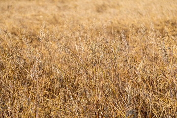 Oat plantation (Avena sativa and Avena byzantina) in a large sunny field