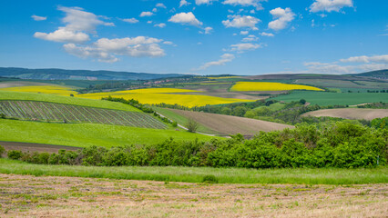 Rolling hills of Moravian Tuscany showcase fields of vibrant yellow and green crops under a bright blue sky, reflecting the beauty of the Czech countryside during a sunny day.