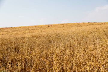 Oat plantation (Avena sativa and Avena byzantina) in a large sunny field