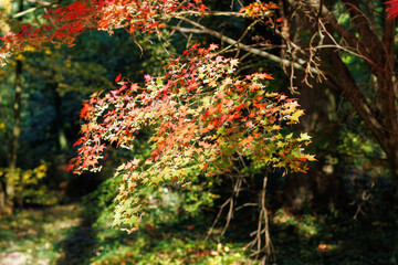  Beautiful Autumn Background: Red Maple Leaves on a Sunny Day