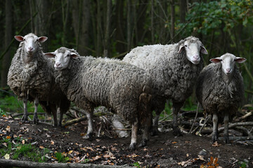 domestic sheep  ruminant mammal