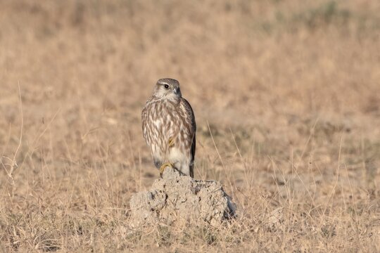 merlin (Falco columbarius), a small species of falcon from the Northern Hemisphere at Desert National Park in Rajasthan, India