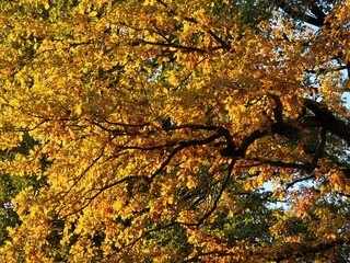 Autumn tree