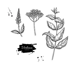Verbena drawing. Vector hand drawn plant.