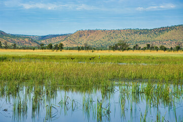 Reed beds, hills and birds in Parry Lagoons Nature Reserve, a wetland and bird sanctuary of international importance in the remote Kimberley region near Wyndham, in the north of Western Australia
