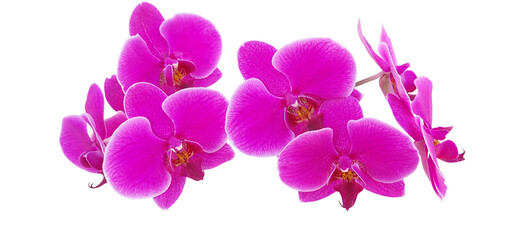Plakat beautiful lilac orchids with white details on the edges of the flowers 