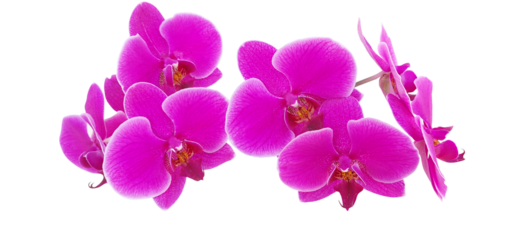 beautiful lilac orchids with white details on the edges of the flowers 