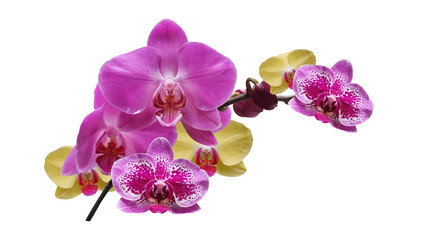 Fototapeta na wymiar fantastic multicolored phalaenopsis orchids 