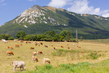 Herd of grazing cows under the mount Nanos near Postojna, Slovenia, in a midsummer morning