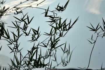 A bunch of bamboo shoots are floating in the water. The image has a serene and peaceful mood, as the bamboo shoots are gently swaying in the water