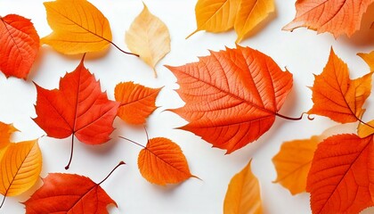 Obraz premium autumn leaves background