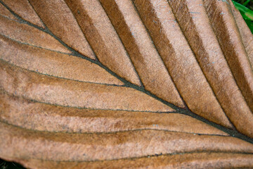 A leaf with brown veins and a brown stem. The veins are visible and the leaf appears to be dried out