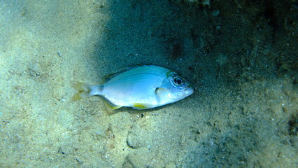 Dead annular sea bream (Diplodus annularis) undersea, Aegean Sea, Greece, Halkidiki, Pirgos beach