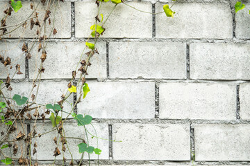 A brick wall with ivy growing on it. The ivy is green and has brown leaves