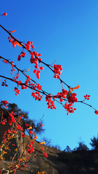 Barberry branch against blue sky