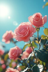 Beautiful pink roses blooming under the bright sun in a vibrant garden during spring © homeganko