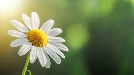 A vibrant sunset paints the sky with fiery hues, casting long shadows over a dense evergreen forest.