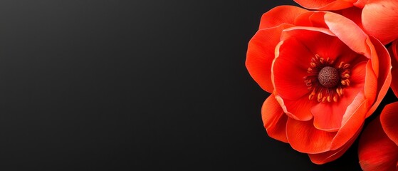 red blooms atop a black table, white vase holding a single red flower nearby