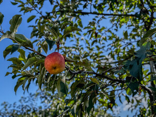 apple, apple tree, orchard, branches, fruit