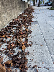 
Fallen leaves, well swept, sidewalk