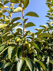unripe, green, persimmon fruit tree