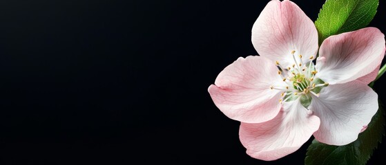  A pink flower, tightly framed against black backdrop Green leaf centered within petals