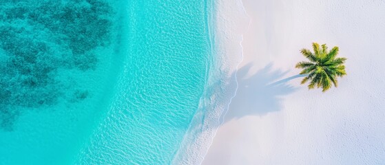 Palm tree in foreground, blue ocean in background
