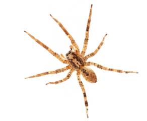 Radiated wolf spider, Hogna radiata, isolated on white, top view