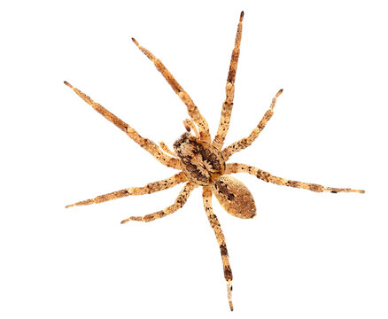 Radiated wolf spider, Hogna radiata, isolated on white, top view