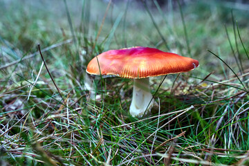 Closeup of toadstool fungus among forest heather bushes during autumn