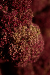 ripe amaranth inflorescences in autumn in high resolution