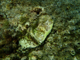 Seashell of bivalve mollusc Neopycnodonte cochlear undersea, Aegean Sea, Greece, Halkidiki, Kakoudia beach