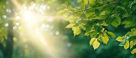 Obraz premium The sun shines through the green tree's leaves, behind are indistinctly seen trees in the backdrop